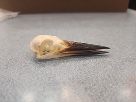 NK29 Collared Kingfisher (Todiramphus Chloris) Bird Skull Taxidermy - £31.84 GBP