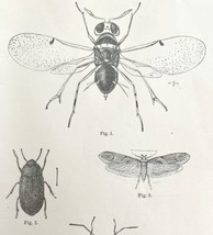 Enemies Of Cottony Cushion Scale Insect Drawings Victorian 1887 Art Print DWT9B - £18.77 GBP