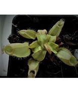 Nepenthes ampullaria, Carnivorous plant, 1x babyplant - £8.65 GBP