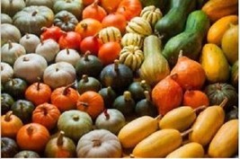 Zucchini and Patisson mix - 10+ seeds - Graines - Samen - C 081 - $68.18 MXN