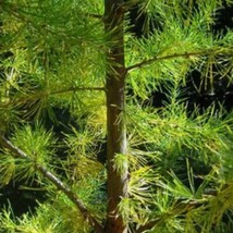 25 European Larch Tree Pine Pinetree Larix Decidua Seeds US Seller Fast Shipping - $7.45