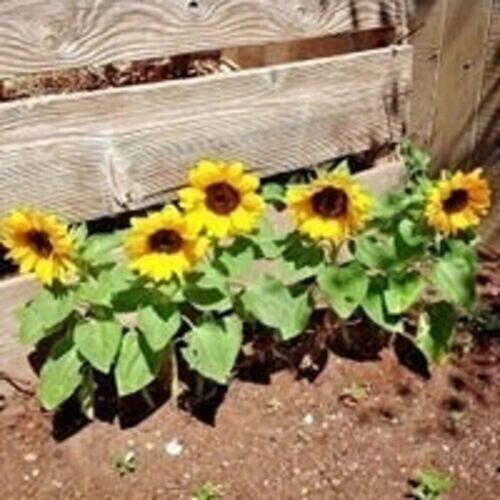 Garden Store 50 Seeds Yellow Dwarf Sunflowers Flower Garden Large Flowers - $7.00