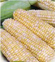 Peaches and Cream Corn Seeds (25+ Seeds)(More Heirloom, Organic, Non GMO, Vegeta - £3.81 GBP