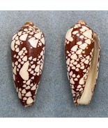 Conus episcopus 65.1mm F+ Laminusa, Siasi, Philippines - £29.61 GBP