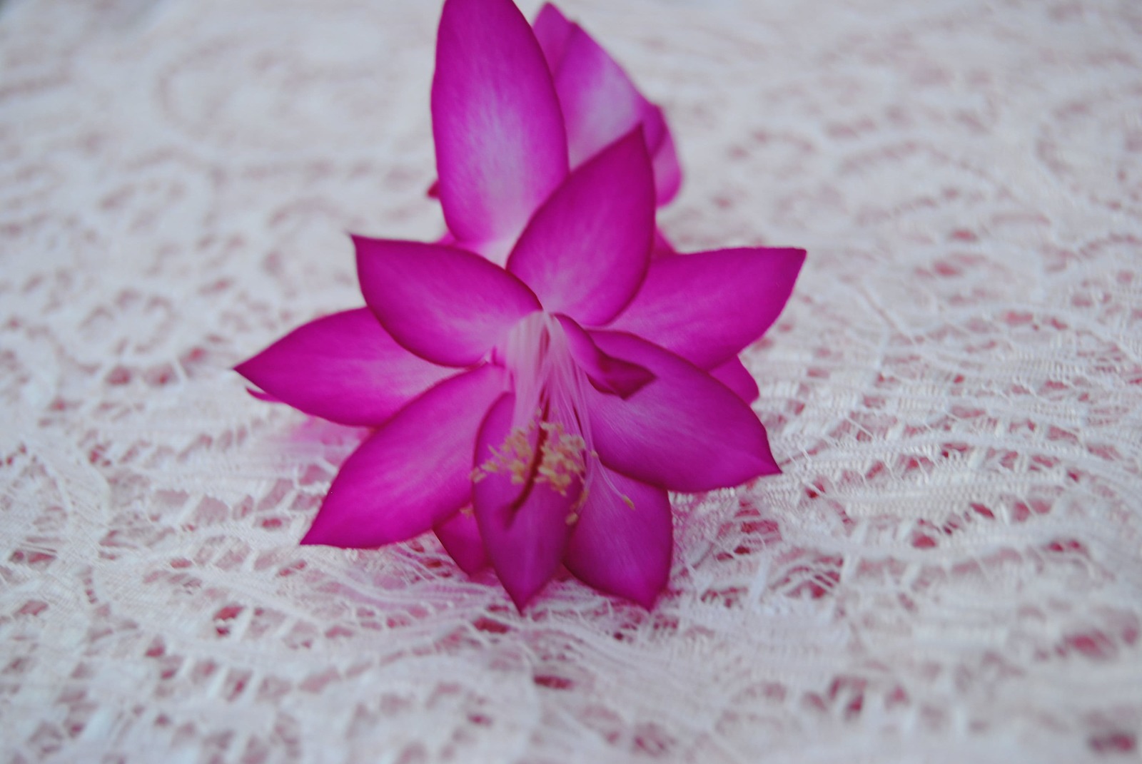 Japanese Dream~~Christmas Cactus Well Rooted Starter Plant~~ Schlumberge... - $17.99