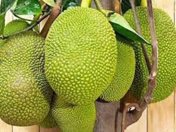 One Jackfruit Tropical Flower Fruit Tree Worlds Largest Fruit Fresh Seeds - £31.43 GBP