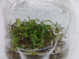 Nepenthes lavicola in vitro (Tissue Culture) Carnivorous plant - £19.55 GBP