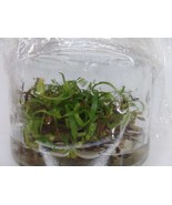 Nepenthes lavicola in vitro (Tissue Culture) Carnivorous plant - £19.64 GBP