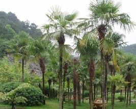 Trachycarpus Fortunei (Chinese Windmill Palm) 5 seeds - £1.00 GBP