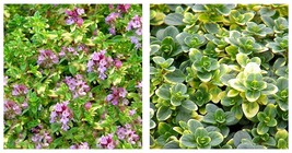 USA Seller - Doone Valley Thyme Plant Thymus Lemon Scent Live Plant - 3&quot;... - $40.98