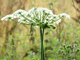 150+ Anise Herb Seeds (Pimpinella Anisum) | A Medicinal &amp; Culinary Spice - £5.90 GBP