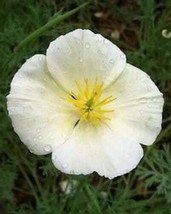 1000 Seeds White California Poppy Eschscholzia Californica Flower  - $9.68