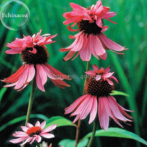 Princess Crown Red Pink Echinacea Coneflowers Plants 100 Seeds Cold Resi... - £6.47 GBP