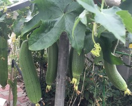 15 Sponge Dishcloth Gourd Seeds Luffa Loofah Vegetable US Seller - $6.55