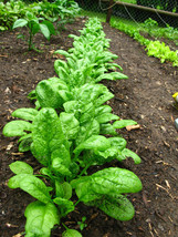 400 Monstrueux De Viroflay Spinach French Spinacia Oleracea Vegetable Fresh Seed - £12.71 GBP