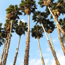 30 California Fan Palm Tree Petticoat Arizona Desert Washingtonia Filife... - $4.80