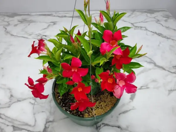 Mandevilla (Dipladenia) ‘Opal Vining Merlot’ Live Plant Well Rooted Healthy Vine