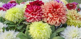 PWO 20 Dahlia Mix Seeds / 2&#39;-6&#39; Tall And Large Flowers Of All Colors - £5.64 GBP