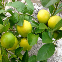 Live Plant Tree Meyer Lemon 5&quot; Pot Outdoor Fruit No Shipping Tx,Fl,Az,Ca,La,Hi - £87.09 GBP