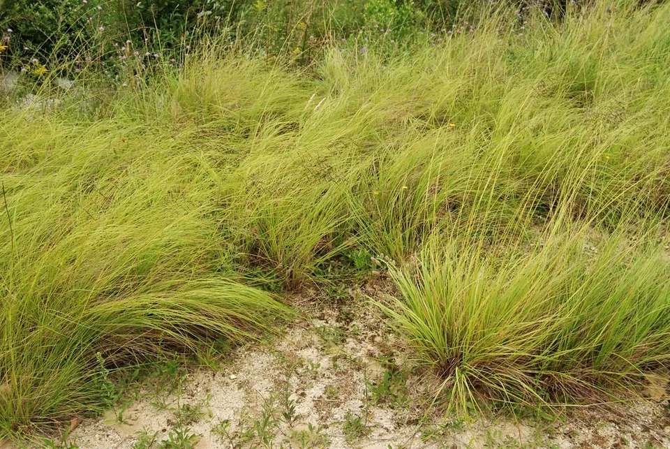 200 Seeds WEEPING LOVE GRASS Ornamental African Lovegrass Eragrostis Cur... - £7.72 GBP