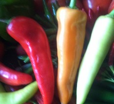 Semilir Sweet Banana Pepper Seeds Non-Gmo 90 Seeds Fast Grow From US - £5.95 GBP