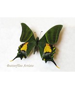Real Emperor Of India Teinopalpus Imperialis Rare Butterfly Framed Shado... - $2,598.28 MXN