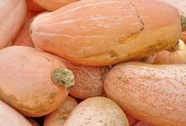 20 Peruvian Choice Jumbo Pink Melon Heirloom Seeds 50Lb Growth - £6.99 GBP