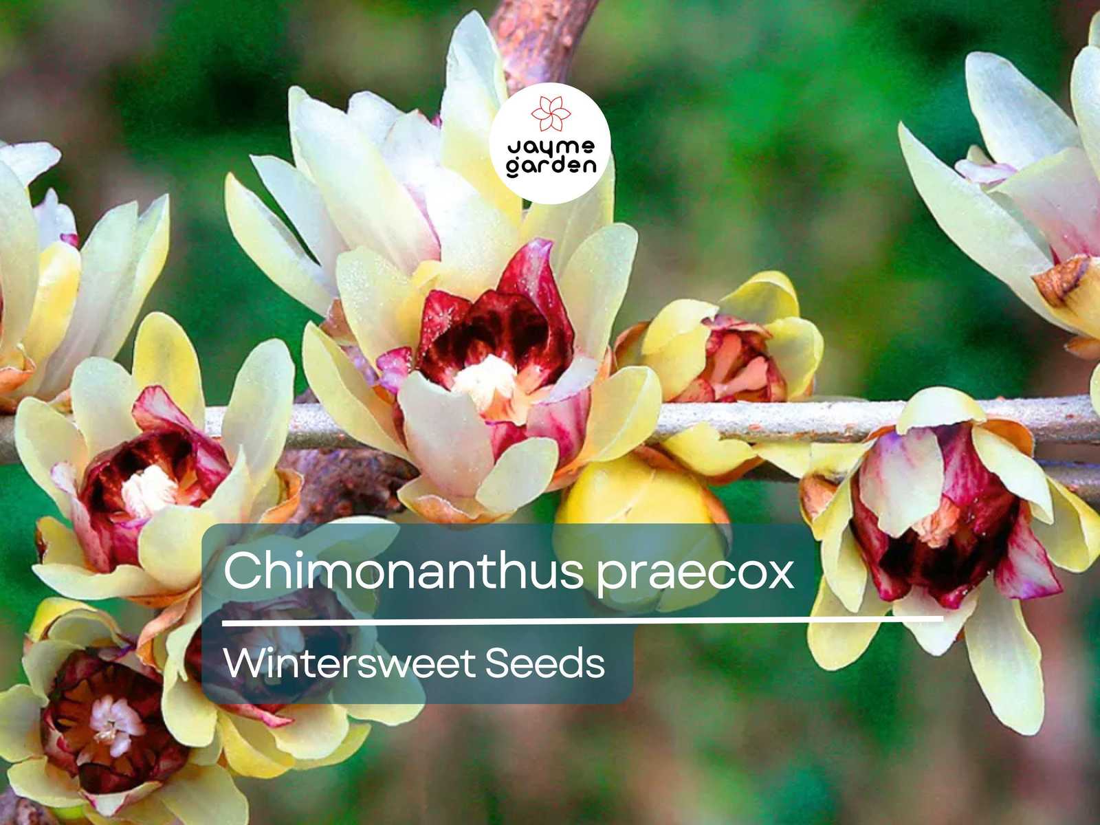 10 Seeds Chimonanthus Praecox | Wintersweet Japanese Allspice for Planti... - $4.50