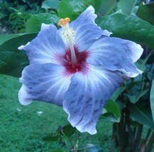 20 of Blue Silver Hibiscus Seeds Flowers Flower Seed - Perennial Flowers - £2.23 GBP