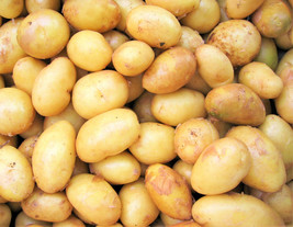 2 Pounds Kennebec Seed Potatoes #MNTS - £33.65 GBP