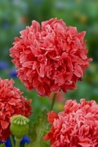 HS 100 Double Peony Poppy Flower Seeds Red/Non Gmo/Us Seller - £6.58 GBP
