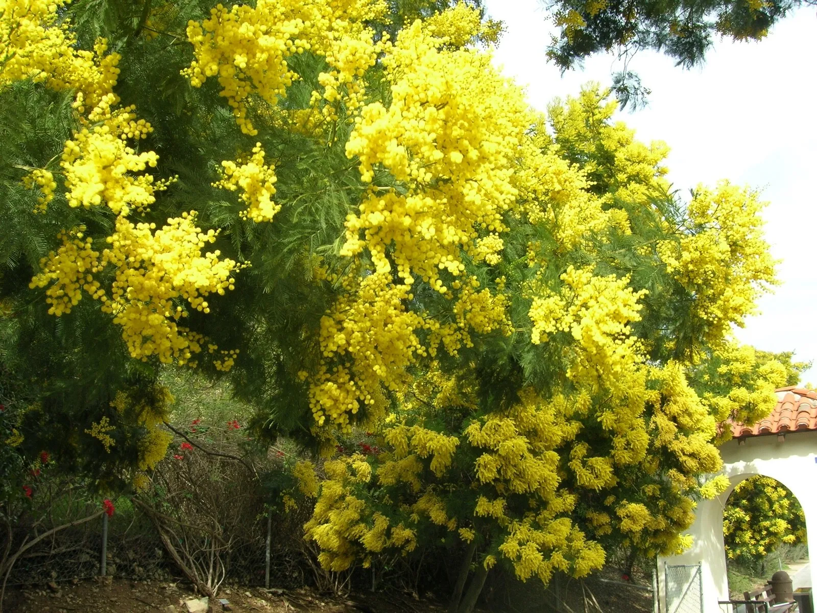 Acacia Golden Wattle Tree Seed 50 Seeds 2023 Crop Fresh Garden - £12.49 GBP