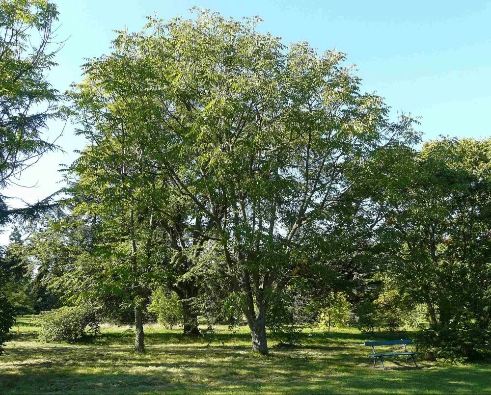 CHINESE LACQUER TREE Toxicodendron Vernicifluum - 5 SEEDS.  - $13.60