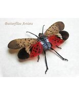 Spotted Lanternfly Lycorma Delicatula Real Framed Entomology Shadowbox Display - $54.99