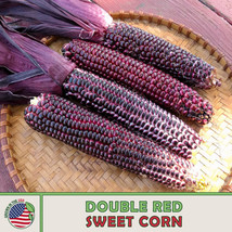 LWSTORE 25 Double Red Sweet Corn Seeds Hybrid Organic Nongmo Genuine USPS Shippi - $8.78