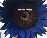 Midnight Blue Sunflowers Huge Flower Blooms Large Heads Edible 50+ seeds - $6.46