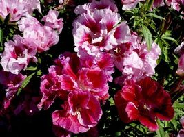 Godetia Dwarf Double Azalea Mix Satin Flower Cooler Climates - $4.47