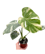 Monstera &#39;Thai Constellation&#39;-2&quot; Pot - $2,524.54 MXN