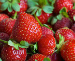 Eversweet Ever Bearing Strawberry Bareroot Plants   Large, Sweet &amp; Juicy... - £13.38 GBP+