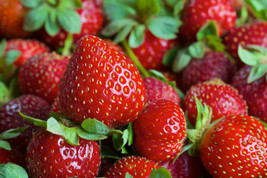 Eversweet Ever Bearing Strawberry Bareroot Plants   Large, Sweet &amp; Juicy Berries - £13.41 GBP+