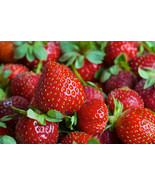Eversweet Ever Bearing Strawberry Bareroot Plants   Large, Sweet &amp; Juicy... - £13.16 GBP+