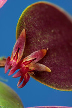TRICHOSALPINX ORBICULARIS SMALL ORCHID POTTED - $33.00