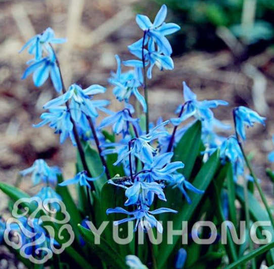 Blue Bell Flower Seed Flower Seed Color:4 - $9.99