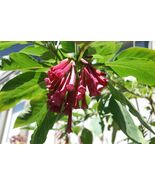 Burgundy Wine Iochroma angel trumpet hummingbirds love brugmansia cousin... - $14.25