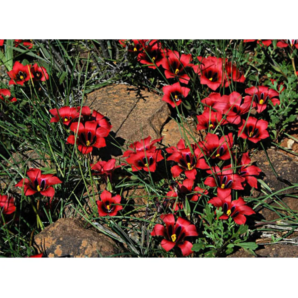 Rare Romulea amoena Seeds South African Crocus Seeds Carmine Red Flowers - £7.90 GBP