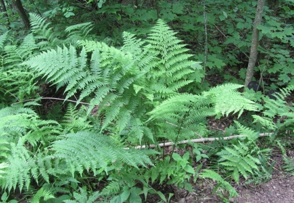 Athyrium Perennial Lady Woodland Femina Ferns Filix Plant Wildflower 3 B... - $18.85