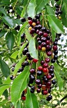 2 live plants wild black cherry trees prunus serotina edible fruit - £36.96 GBP