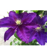 The Duchess of Cornwall Clematis Vine, Violet Hues, Fragrant, NEW, 2.5&quot; Pot - $33.99