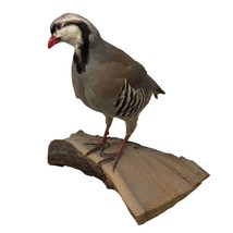VTG Chukar Partridge Grouse Pheasant Taxidermy Bird Art - £791.35 GBP