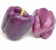 SMR Purple Beauty Bell Pepper Seeds Fresh Garden - $13.53